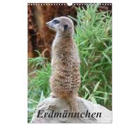 Erdmännchen (Wandkalender 2026 DIN A3 hoch), CALVENDO Monatskalender: Ein Kalender über die kleinen Erdmännchen