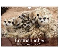 Erdmännchen (Wandkalender 2026 DIN A4 quer), CALVENDO Monatskalender: Die talentierten Bluffer und Buddler aus Südafrika