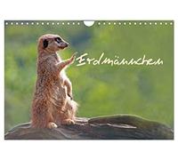 Erdmännchen (Wandkalender 2026 DIN A4 quer), CALVENDO Monatskalender: Erdmännchen - sie verzaubern jeden Tierfreund