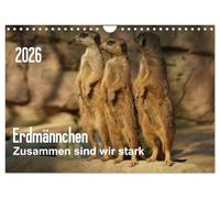 Erdmännchen - Zusammen sind wir stark (Wandkalender 2026 DIN A4 quer), CALVENDO Monatskalender: Bilder vom Erdmännchen-Alltag