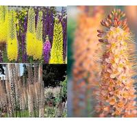 Eremurus Mixed - Lis des steppes - vivace