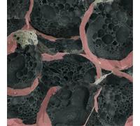 Eric Chenaux Say Laura (Vinyl) 12" Album