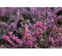 Erica carnea - Bruyère rose - 20-25 cm conteneur 2 litres