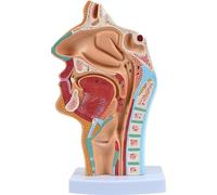Ericetion Modèle D'anatomie De Cavité Nasale du Larynx Modèle Médical D'anatomie De Gorge Nasale Anatomique Humaine pour l'enseignement L'étude en Classe De Sciences