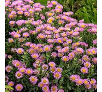 Erigeron Glaucus, Aster de Plage 30 Graines, vivace, couvre sol, rocaille