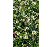 Erigeron karvinskianus 'Profusion' / Pâquerette des murailles/Conteneur de 3 à 4 litres/Vivace