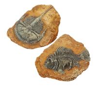 ERINGOGO 2 Pièces Décor de Terrarium Simulé Fossiles de Reptiles avec Détails Réalistes pour Aménagement de Paysage Accessoires de Boîte pour Gecko Lézard