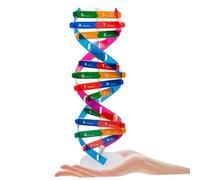 ERINGOGO 2 pièces Modèle Double Hélice pour Enseignement Biologie Aide Pédagogique Scientifique pour Garçon Fille Outil Apprentissage Classe Kit Éducatif Moléculaire