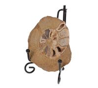 ERINGOGO Ammonite Décor Support de Fossile Ammonite pour Décoration de Table Collection Géologique