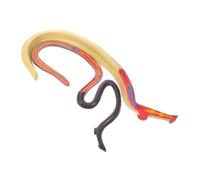ERINGOGO Anatomique de Schistosoma pour Enseignement Outil Éducatif pour Recherche Scientifique