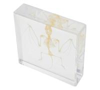 ERINGOGO Authentic Bat Bone Specimen Handcrafted Animal Skeleton for Science Education and Classroom Decor Realistic Educational Display