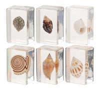 ERINGOGO Ensemble de 6 Coquillages Décoratifs en Résine Naturel pour Bureau et Collection, Aide Pédagogique Biologique et Ornement Élégant Style Aléatoire