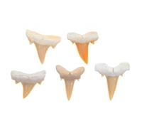 ERINGOGO Fossiles de Dents de Requin 5 Pièces, Spécimens Anciens de Dent pour Collection et Recherche Géologique, Décoration Rétro pour Salle de Classe