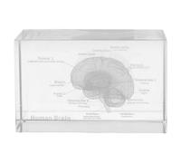 ERINGOGO Modèle Anatomique Cristal Haute Transparence du Cerveau Humain Presse-papiers Décoratif Réaliste et Éducatif pour Médecins Étudiants Physiologie Cadeau de Fin Études