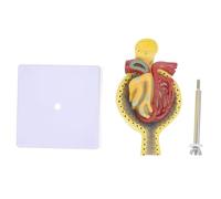 ERINGOGO Modèle Anatomique de Glomérule Humain avec Socle, Modèle Médical Pédagogique en Matériau Solide, Taille Unique, pour Enseignement D’anatomie et Physiologie Humaine, Exposition