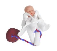ERINGOGO Modèle de Bassin Féminin Compact pour Démonstration Accouchement Simulateur Processus Naissance Réaliste pour Formation et Éducation Prénatale
