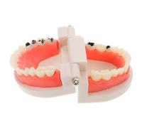 ERINGOGO Modèle de Dents Détachable en Plastique Réaliste pour Enseignement Outil Pédagogique Standard pour Étudiants et Démonstration Anatomique Buccale