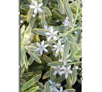 Eriostemon 'gold touch' ? Taille du pot - en pot de 3 litres