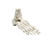 Erler Zimmer Squelette des pieds, attelle et mollet, modèle anatomique sans numérotation osseuse