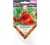 ERNEST TURC-Graines de Coquelicot sauvage bio Ernest Turc - graines à semer