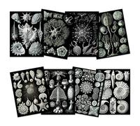 Ernst Haeckel Kunstformen Der Natur Plates Nature Vintage Various Black White Biology Art Print Poster Home Decor Premium Pack of 8