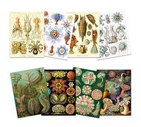 Ernst Haeckel Kunstformen Der Natur Plates Nature Vintage Various Sea Life Biology Art Print Poster Home Decor Premium Pack of 8
