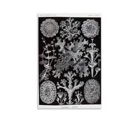 Ernst Haeckel Works《Kunstformen Der Natur Works《Lichen Plants》Poster Impression sur toile moderne pour chambre à coucher, espace de vie 20 x 30 cm