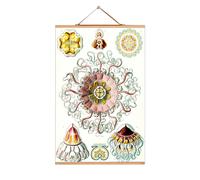 Ernst Heinrich Philipp August Haeckel affiche No 19 eicie OFFRE SPECIALE - 4052115043188