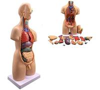 ERNZI Modèle Mannequin - Modèle Anatomique Humain Torse Corps Médical Corps Humain Unisexe pour Les Leçons Amovible 19 Pièces Anatomie Organes