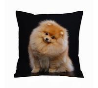 ERRTU Housse de Coussin 40x40 cm,Chien Spitz de Poméranie sur Fond Noir isolé en Studio,Housse Coussin Exterieur,Motif Décoratif Taie d'oreiller,Coussin Decoratif Canape