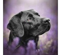 ERUZO Kit de peinture diamant 5D à faire soi-même, motif chiens noirs, labrador, perles rondes, art diamant, croix, peinture diamant par numéro, cadeau pour chien et mur, 40 x 40 cm