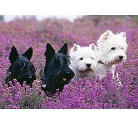 ERUZO Kits de peinture au diamant pour adultes, enfants West Highland Terrier et Scottish Terrier DIY 5D Diamond Painting Arts Craft pour décoration murale de la maison Cadeaux d'anniversaire 40x50CM
