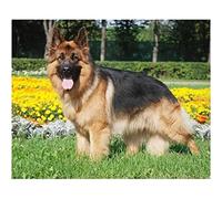 ERUZO Kits de peinture diamant 5D pour adultes Berger allemand Kits d'art diamant bricolage pour adultes Images de broderie strass G270D 40x40CM