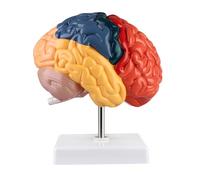 ERWEY Cerveau humain Modèle anatomique avec base de l'hémisphère droit Zone fonctionnelle Peinture colorée Outil d'apprentissage pour la science en classe