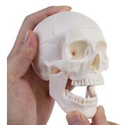 ERWEY Mini crâne modèle de squelette pour l'enseignement de l'anatomie, modèle squelette d'un crâne humain avec mâchoire mordable, blanc