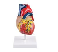 ERWEY Modèle de cœur Humain, 1:1 Taille Réelle Modèle de Cœur en 2 Parties avec 34 Marques Anatomiques, adapté à la Recherche en Classe et dans Les Cours de médecine