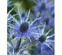 Eryngium superbum - Panicaut 20 Graines