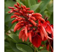 Erythrina crista-galli 2 l 20-30 cm -