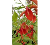 Erythrina crista-galli/Erythrine Crête de coq/Godet