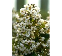 Escallonia 'iveyii' taille du pot - en pot de 3 litres