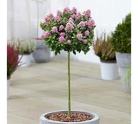 Escallonia Pink Elle de Gardener's Dream - Arbres ornementaux à feuillage persistant pour jardin, balcon ou terrasse, rustique, 70-80 cm (pot inclus)