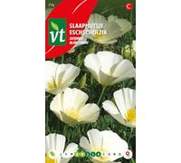 Eschscholtzia Blanc crème Graines - Jolies fleurs en forme de pavot
