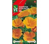 Eschscholtzia Orange Graines - Jolies fleurs en forme de pavot