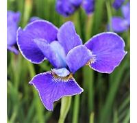 Esotici 5 Pezzi Bulbi Di Iris Fiori Perenni Viola Piantare In Fattoria All'aperto Davanzale Balcone Facile Da Curare Adatto ai Principianti Goditi La Mostra Gioia di Bouquet