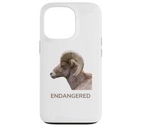 Espèces animales menacées d'extinction Mouton d'Amérique du désert Coque pour iPhone 13 Pro