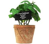 Esschert Design de ah008 Artificiel Grand Pot de Terre Cuite - Basilic