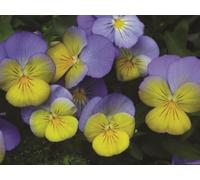 Essential Two-Part Anthems, Vol. 3. Chœur Mixte et Accomp.. Partitions pour chorales