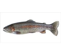 ESTAhome Stickers muraux poissons gris et rose saumon - 159041 - 97 x 48,5 cm