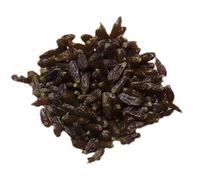 Estragon de Russie NT - Artemisia Dracunculus - SEM27