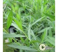 Estragon vivace - Artemisia dracunculus (lot de 3 pieds)